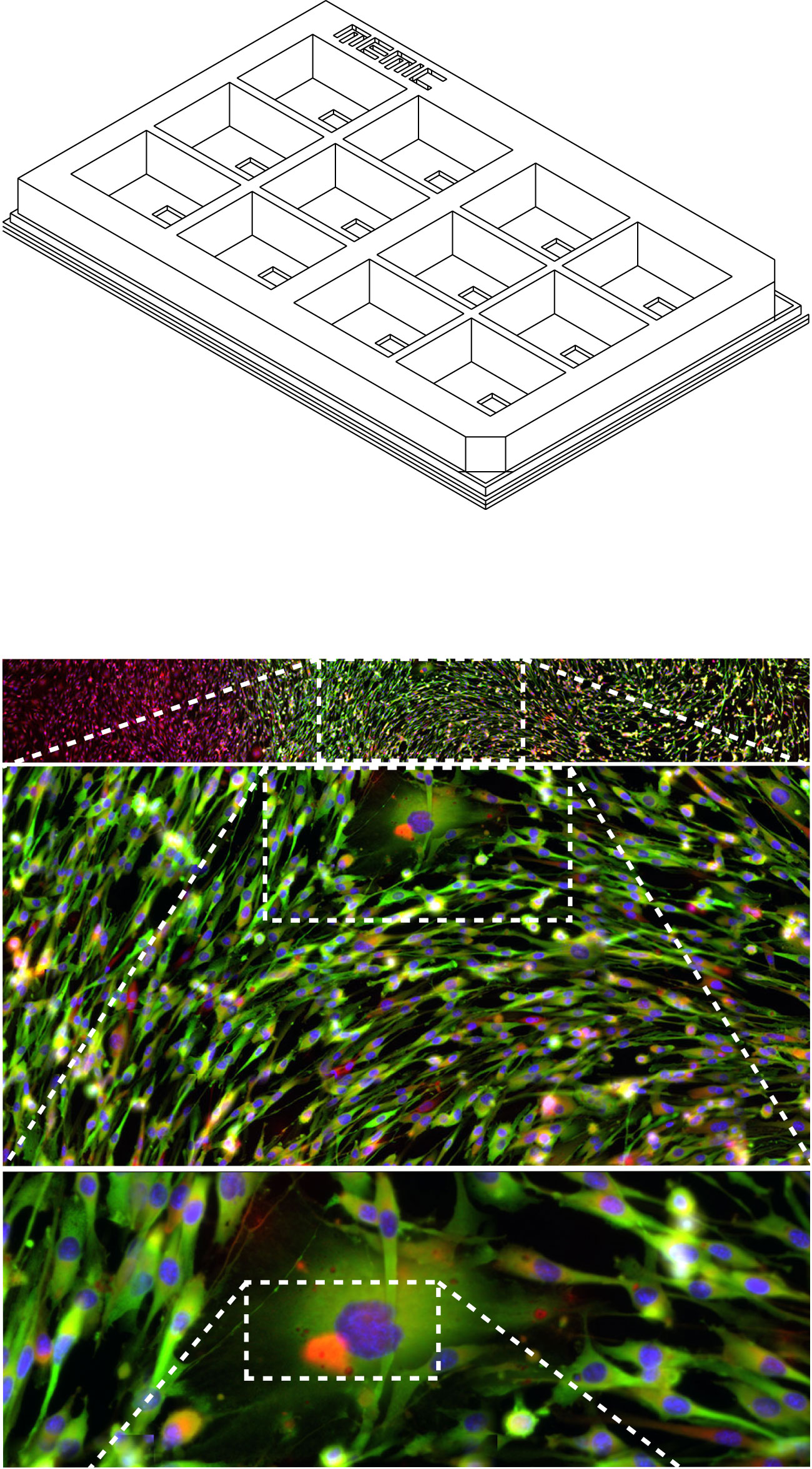 Top: render of MEMIC design. Bottom: Cells cultured in MEMIC that express GFP (green) in response to lack of oxygen.